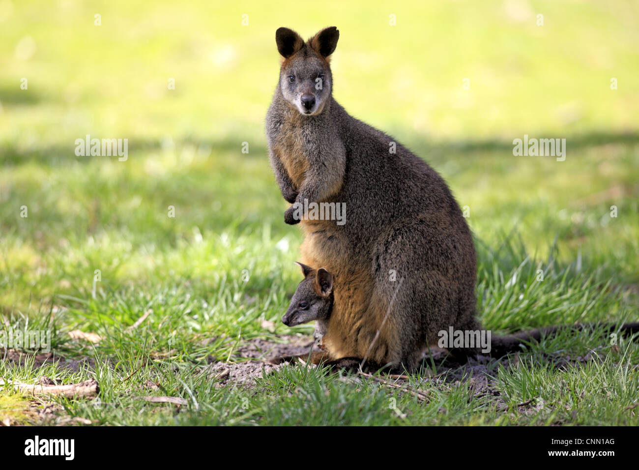 Swamp Wallaby (Wallabia bicolor) erwachsenes Weibchen mit jungen im Beutel, South Australia, Australien Stockfoto