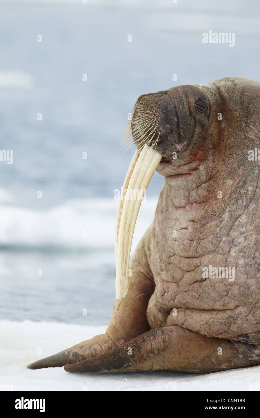 Walrus face close up svalbard Fotos und Bildmaterial in hoher