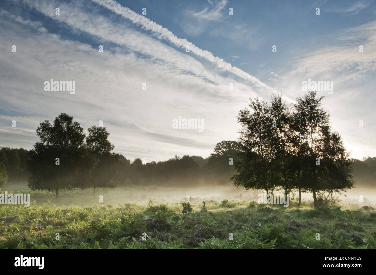 Blick auf Tiefland Heathland Lebensraum in der Morgendämmerung, Hothfield Heathlands, Kent, England, august Stockfoto