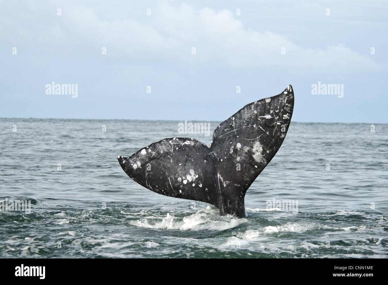 Grey Whale Eschrichtius Robustus Erwachsenen erhoben tail Egel Lagune Laguna Ojo de Liebre Scammon Lagune Parque Natural De la Stockfoto