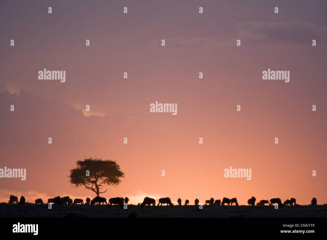 Blaue Herde Gnus (Connochaetus Taurinus), Weiden, Silhouette bei Sonnenuntergang, Masai Mara National Reserve, Kenia Stockfoto