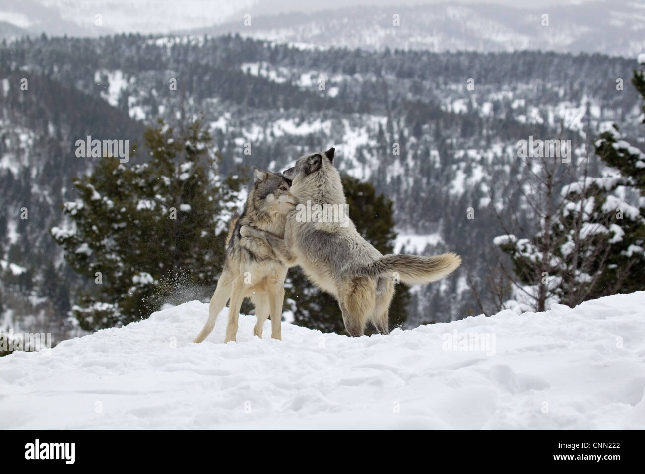 Graue Wolf (Canis Lupus) Erwachsenen paar, in Saison weibliche sprang bei Male im Schnee, Montana, USA, Januar (Captive) Stockfoto