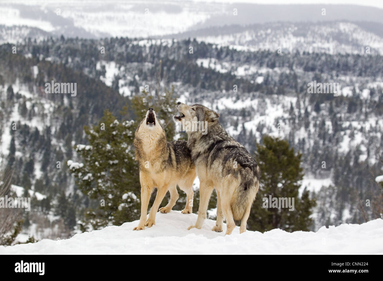 Graue Wolf (Canis Lupus) Erwachsenen paar, heulen, stehend im Schnee, Montana, USA, Januar (Captive) Stockfoto