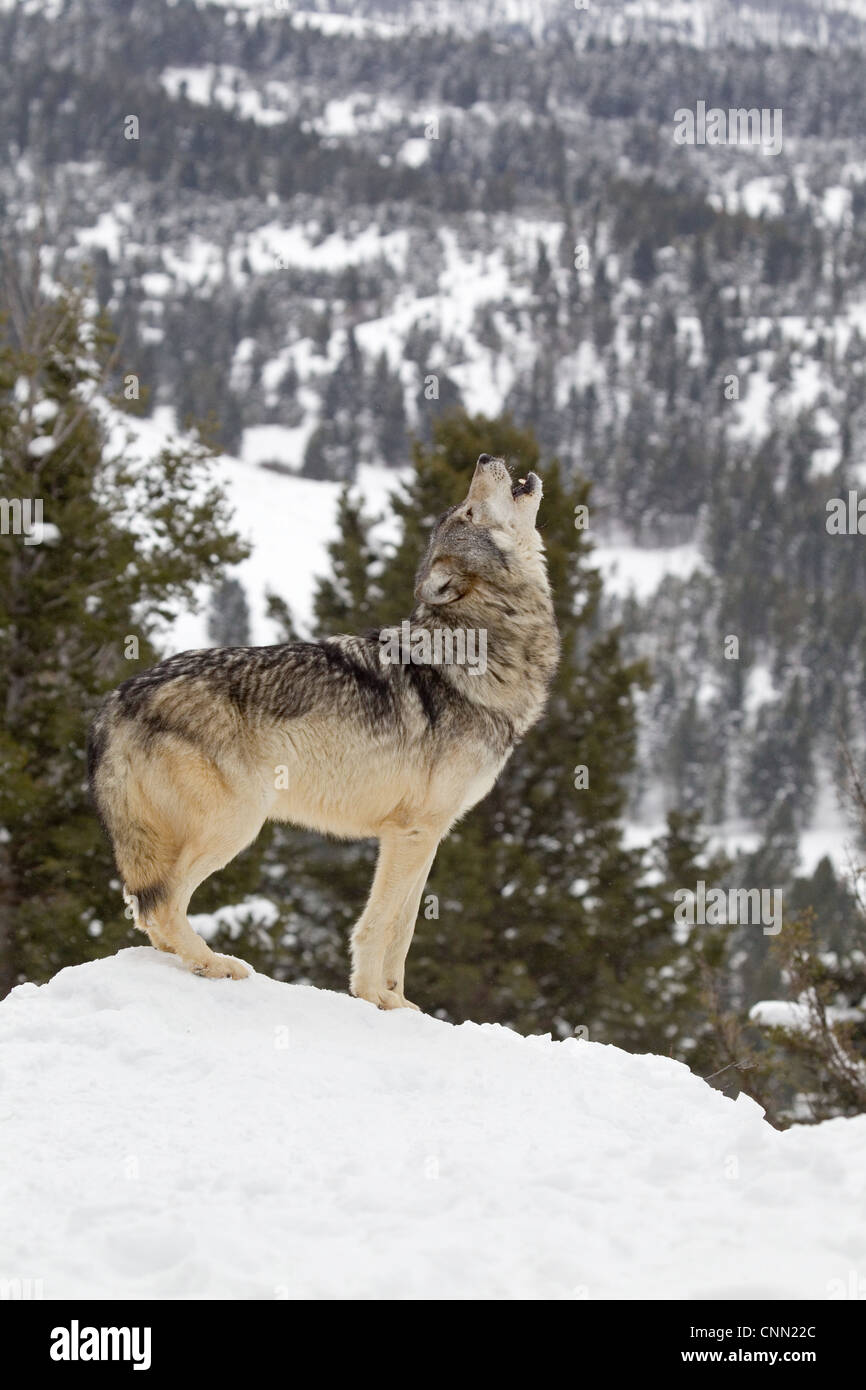 Graue Wolf (Canis Lupus) Erwachsenen, heulen, stehend im Schnee, Montana, USA, Januar (Captive) Stockfoto