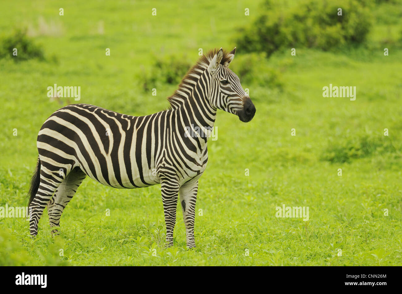 Gemeinsamen Zebra (Equus Quagga) Erwachsenen, stehend, Ruaha N.P., Tansania Stockfoto