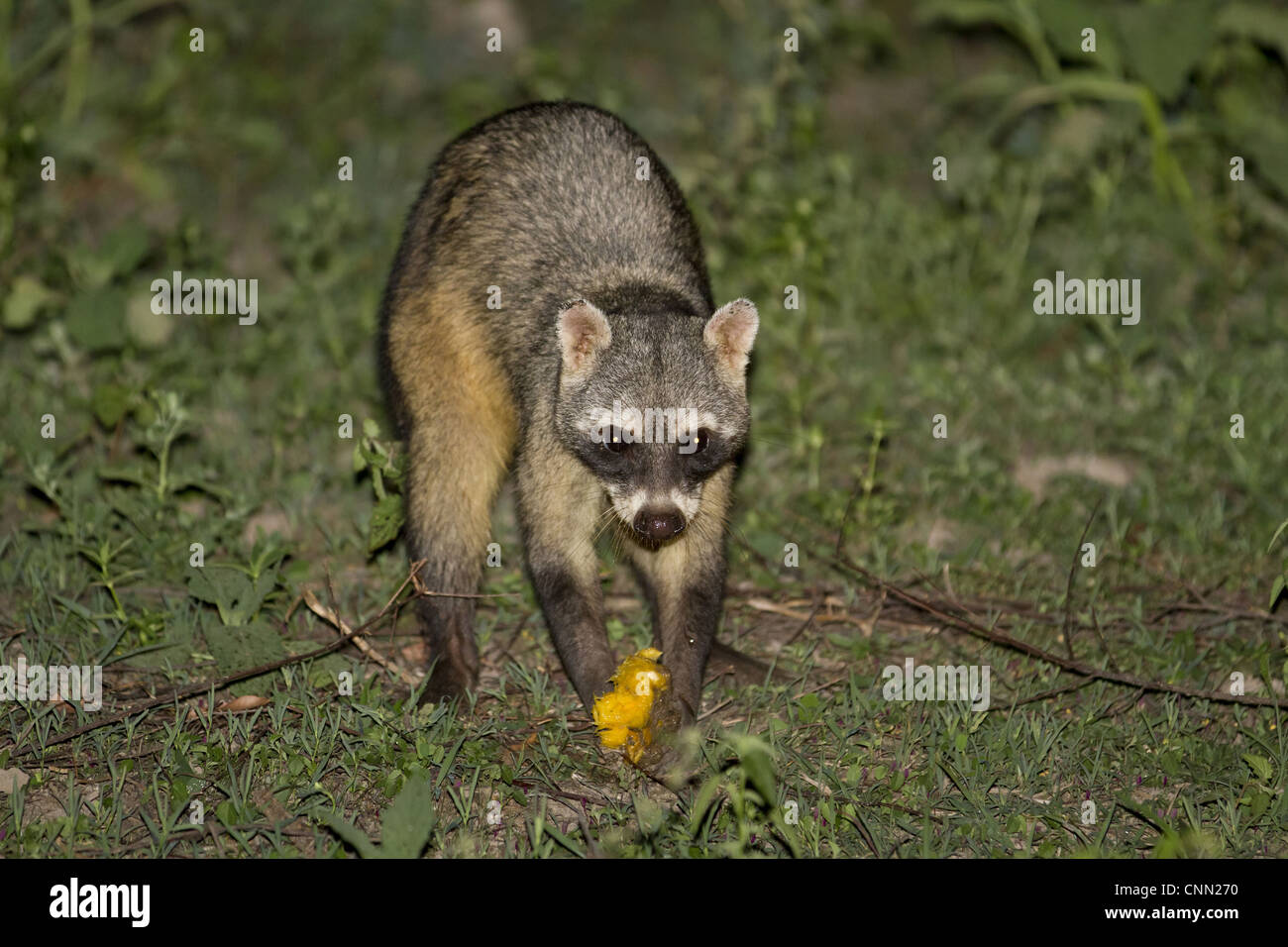 Krabbe-Essen Raccoon (Procyon Cancrivorus) Erwachsenen, Fütterung auf Mango in der Nacht, Pantanal, Mato Grosso, Brasilien Stockfoto