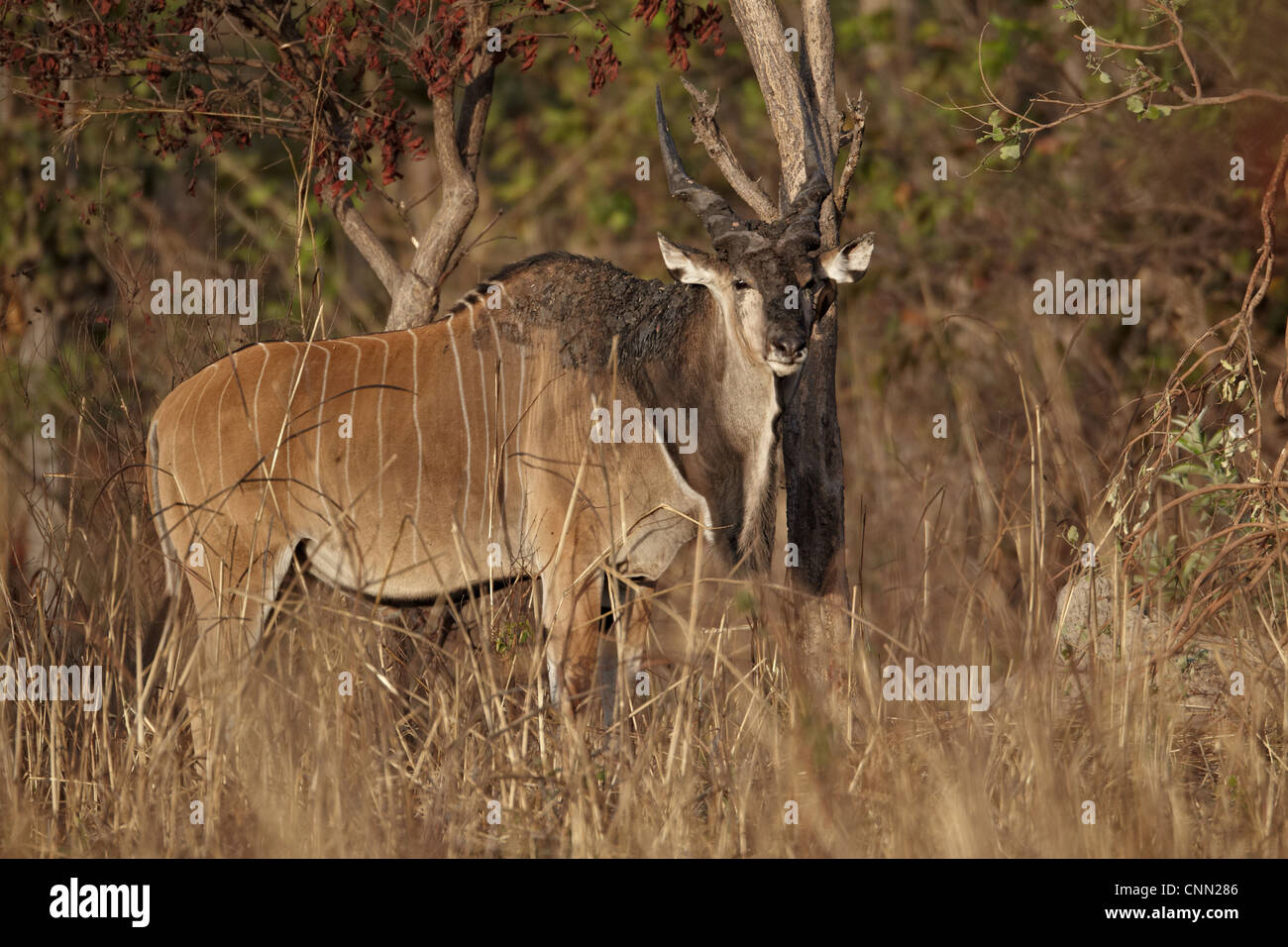 Riesiges Eland (Tauro Derbianus) Männchen, stehend im Wald, Fatalah Reserve, Senegal, Januar Stockfoto