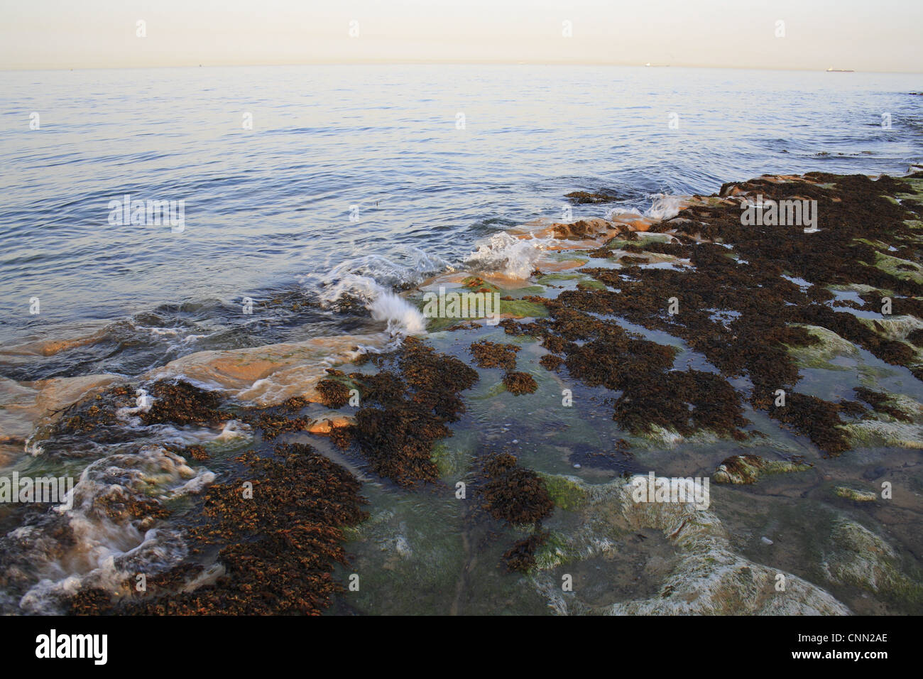 Felsvorsprung Algen am Strand eingehende Flut an Sonnenuntergang Bembridge Ledge Vorland Bembridge Isle Wight in England Juni Stockfoto