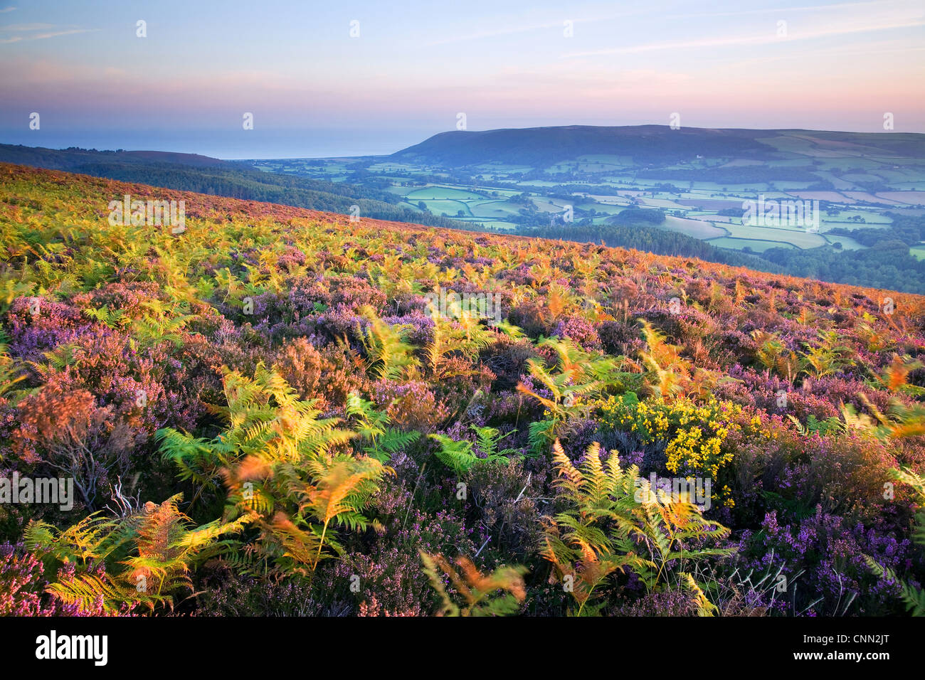 Europische farne -Fotos und -Bildmaterial in hoher Auflsung  Alamy