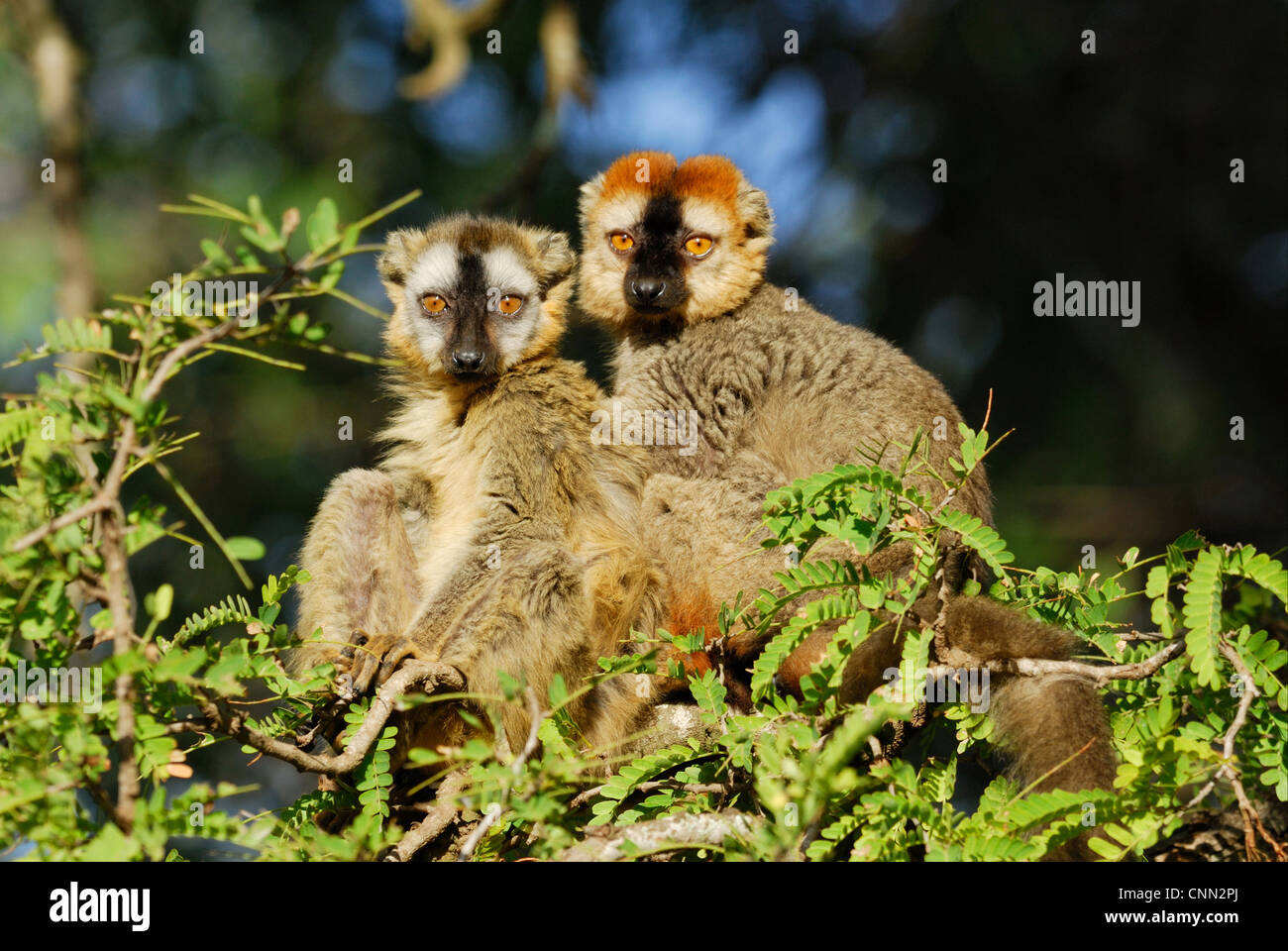 Rot-fronted brauner Lemur Eulemur Rufus Erwachsene männlich weiblich sitzen Zweige Tamarind Galeriewald Berenty Naturreservat Stockfoto
