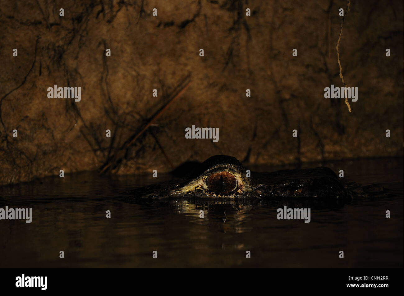 Schwarz Caiman (Melanosuchus Niger) Erwachsene, close-up der Kopf auf der Oberfläche des Wassers in der Nacht, Fisch, Guyana Stockfoto