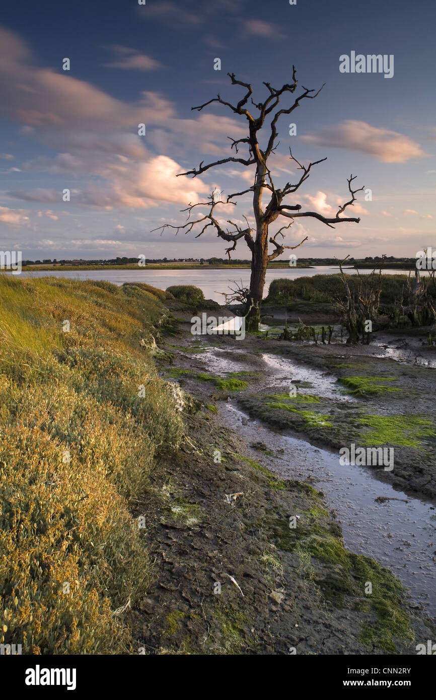 Blick auf Feuchtgebiet Lebensraum Sonnenuntergang erstellt mildern gegen Verlust Fagbury Wattenmeer als Erweiterung Hafen Felixstowe Trimley Sümpfe führen Stockfoto