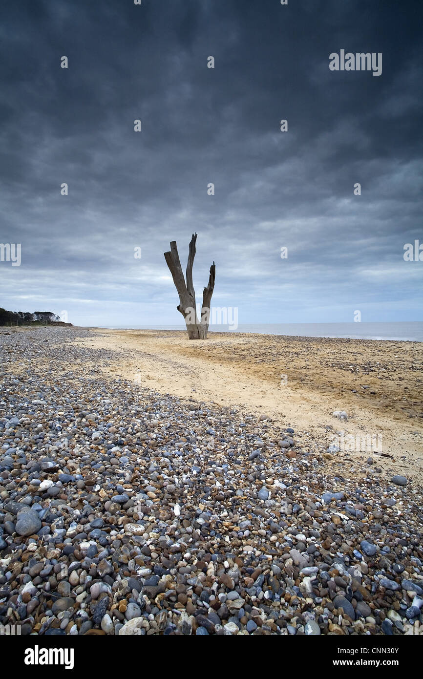 Blick auf abgestorbenen Baum von erodierten Küste am Strand, Covehithe, Benacre National Nature Reserve, Suffolk, England, kann Stockfoto