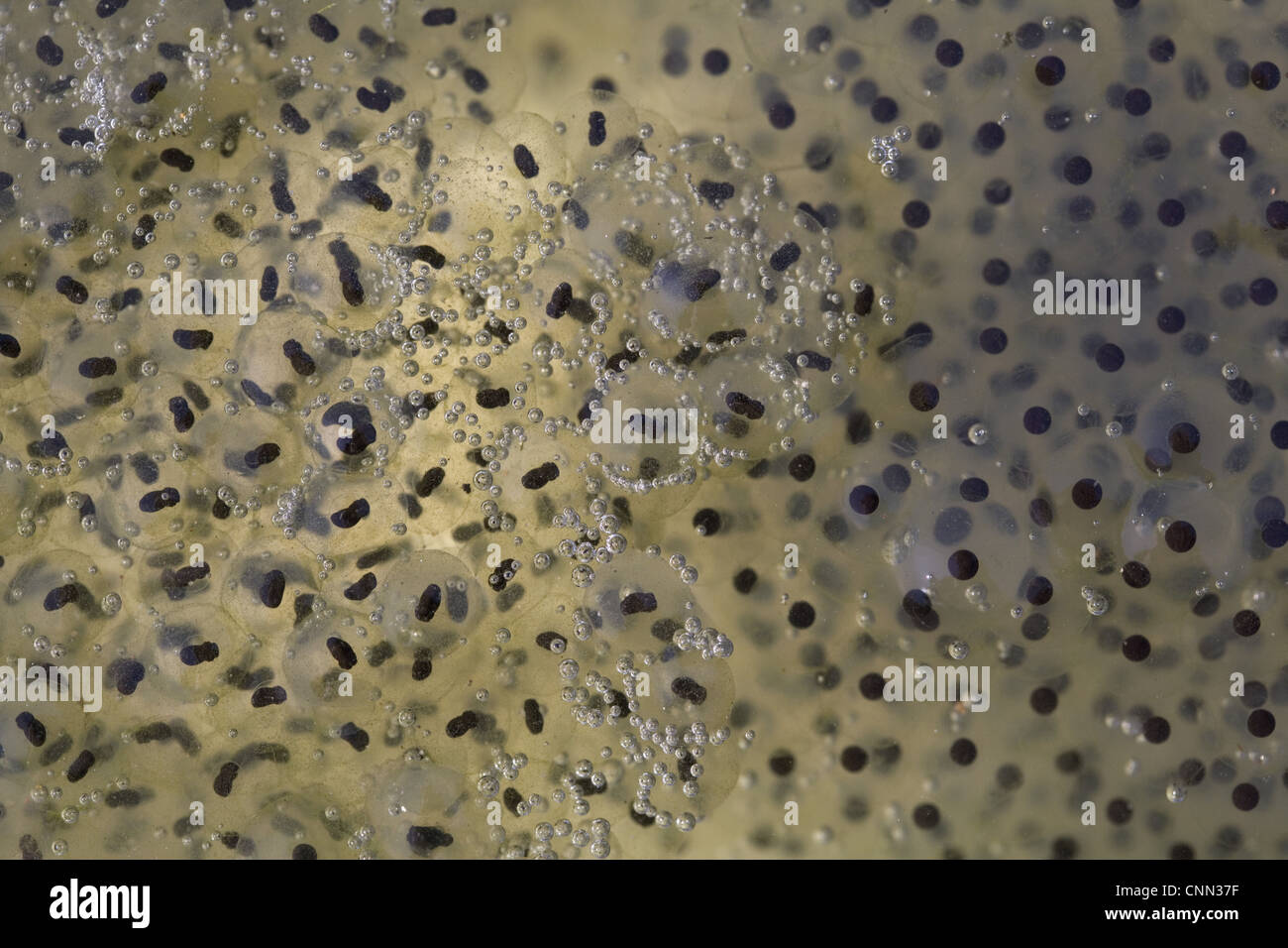 Entwicklung von froschspawn Fotos und Bildmaterial in hoher Auflösung