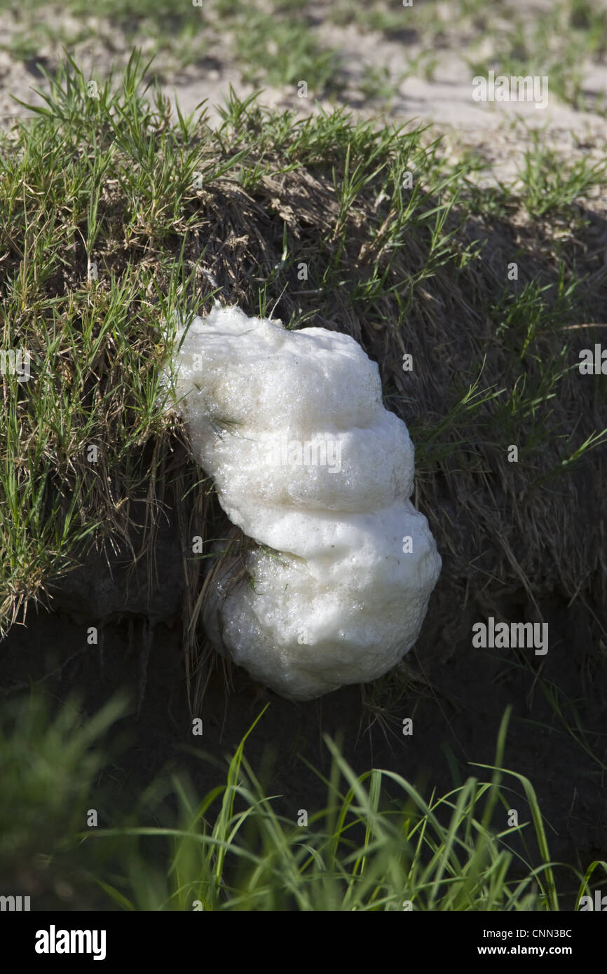 Südlichen Schaum-Nest Treefrog (Chiromantis Xerampelina) Schaum Nest auf Stream Bank, Savute, Chobe N.P., Botswana Stockfoto