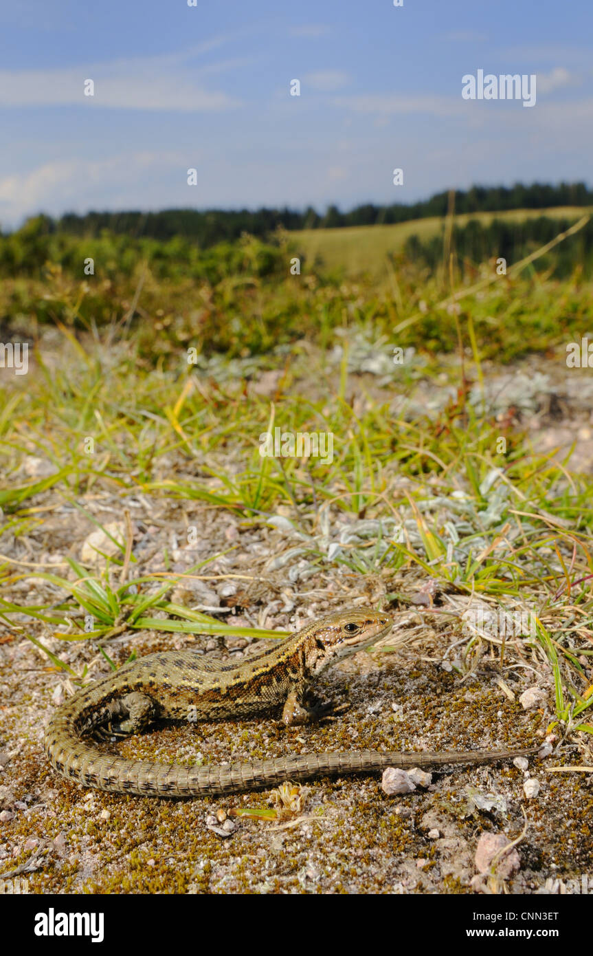 Gemeinsame Eidechse (Zootoca Vivipara) Erwachsenen, stehend im Lebensraum, Italienische Alpen, Italien, august Stockfoto