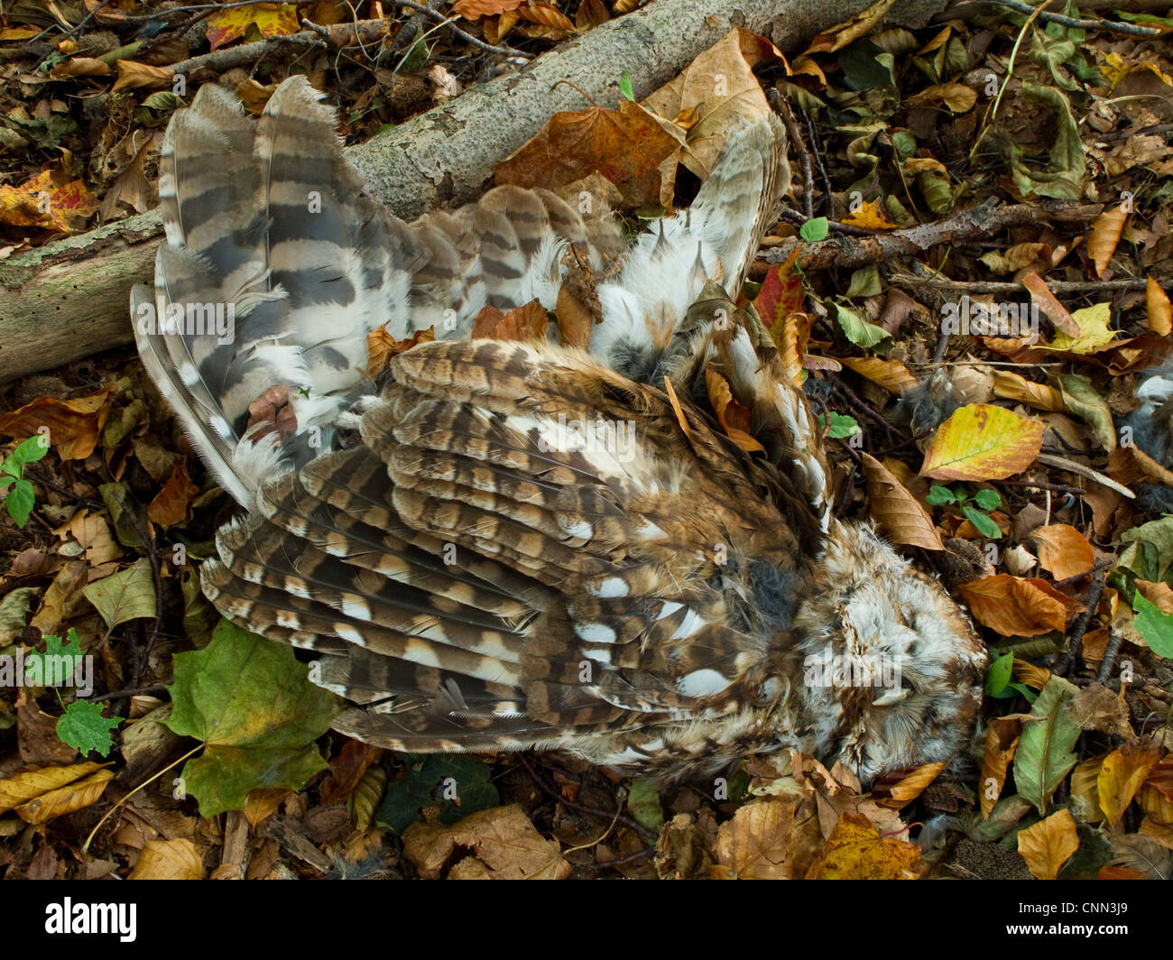 Tot Waldkauz auf Waldboden, Todesursache unbekannt Stockfoto