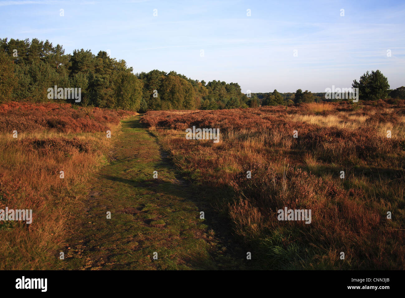 Ansicht des Pfades durch Breckland Heathland Lebensraum in der Morgendämmerung, Knettishall Heide Country Park, Suffolk, England, Oktober Stockfoto