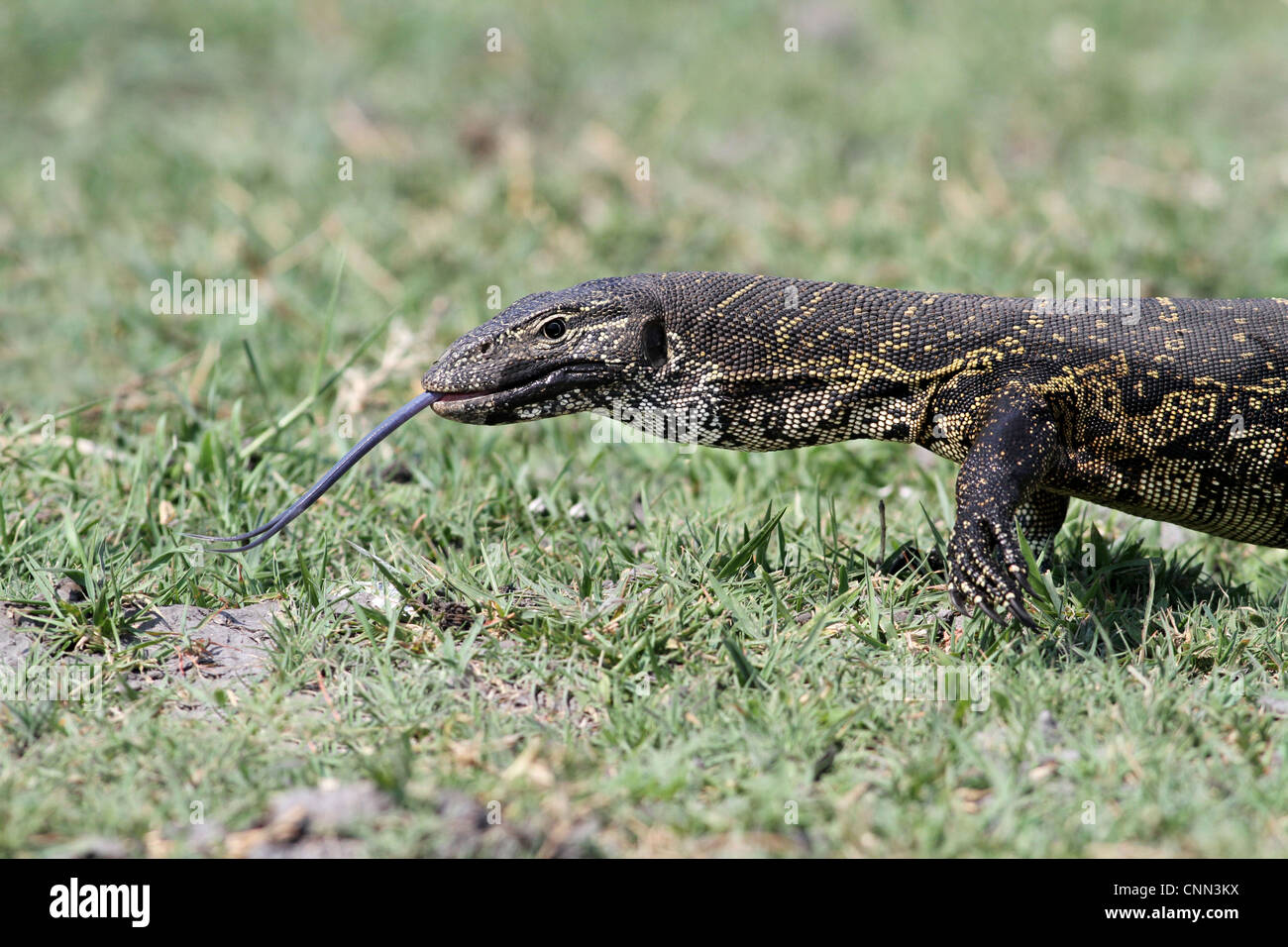 Nils Monitor Varanus Niloticus Erwachsenen flicking Zunge raus Nahaufnahme Kopf Vorderbeine, die zu Fuß in Feuchtgebieten Chobe N.P Botswana Stockfoto