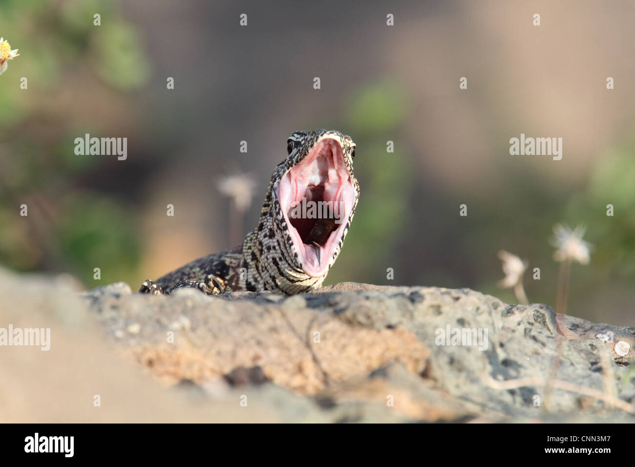 Nilwaran (Varanus Niloticus) Erwachsenen, mit weit offenem Mund Kruger Nationalpark, Südafrika Stockfoto Nilwaran (Varanus Niloticus) Erwachsenen, mit weit offenem Mund Kruger Nationalpark, Südafrika Stockfoto