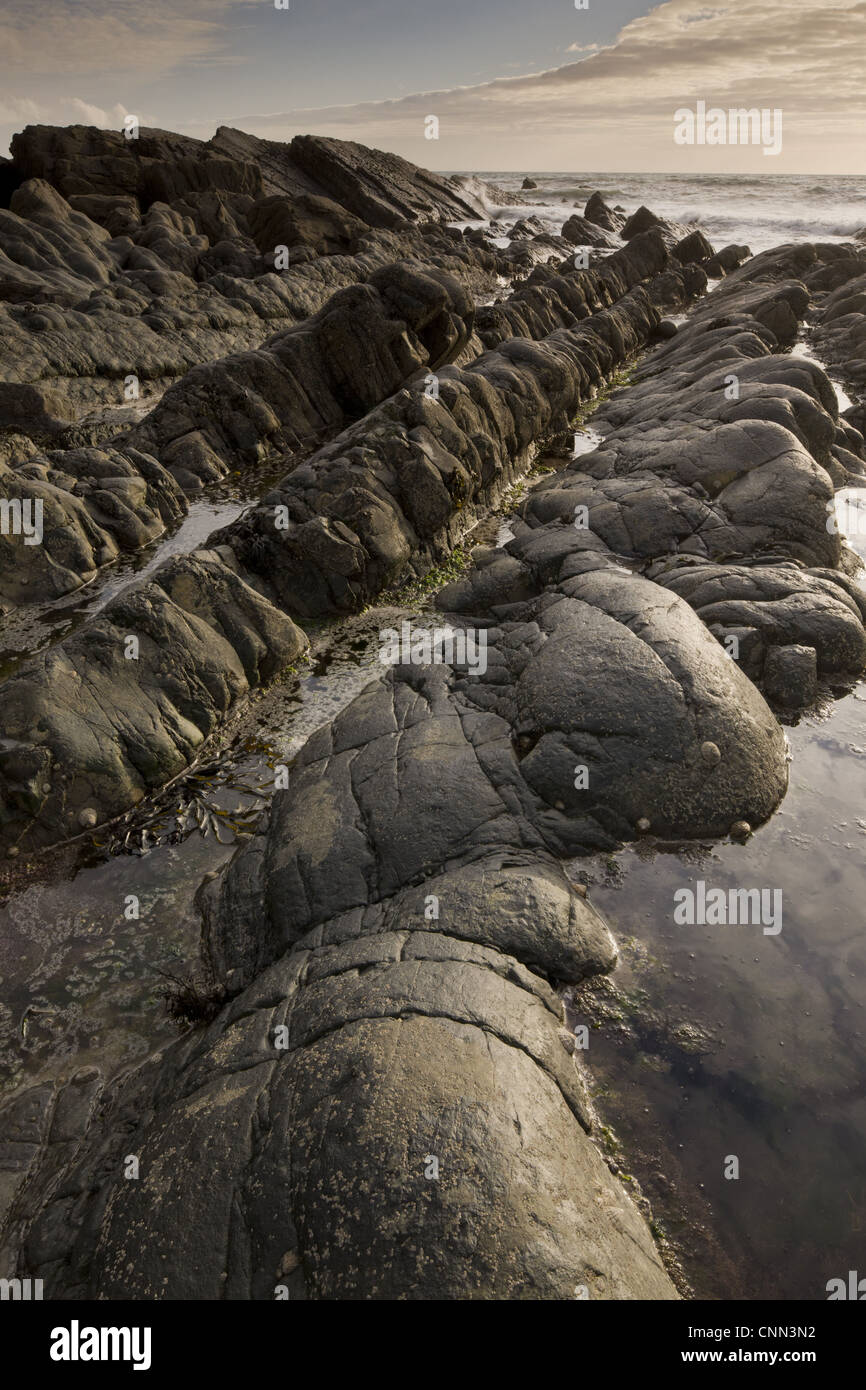 Stark gefaltete Sandstein und Tonstein Felsen, Hartland Quay, North Devon, England, kann Stockfoto