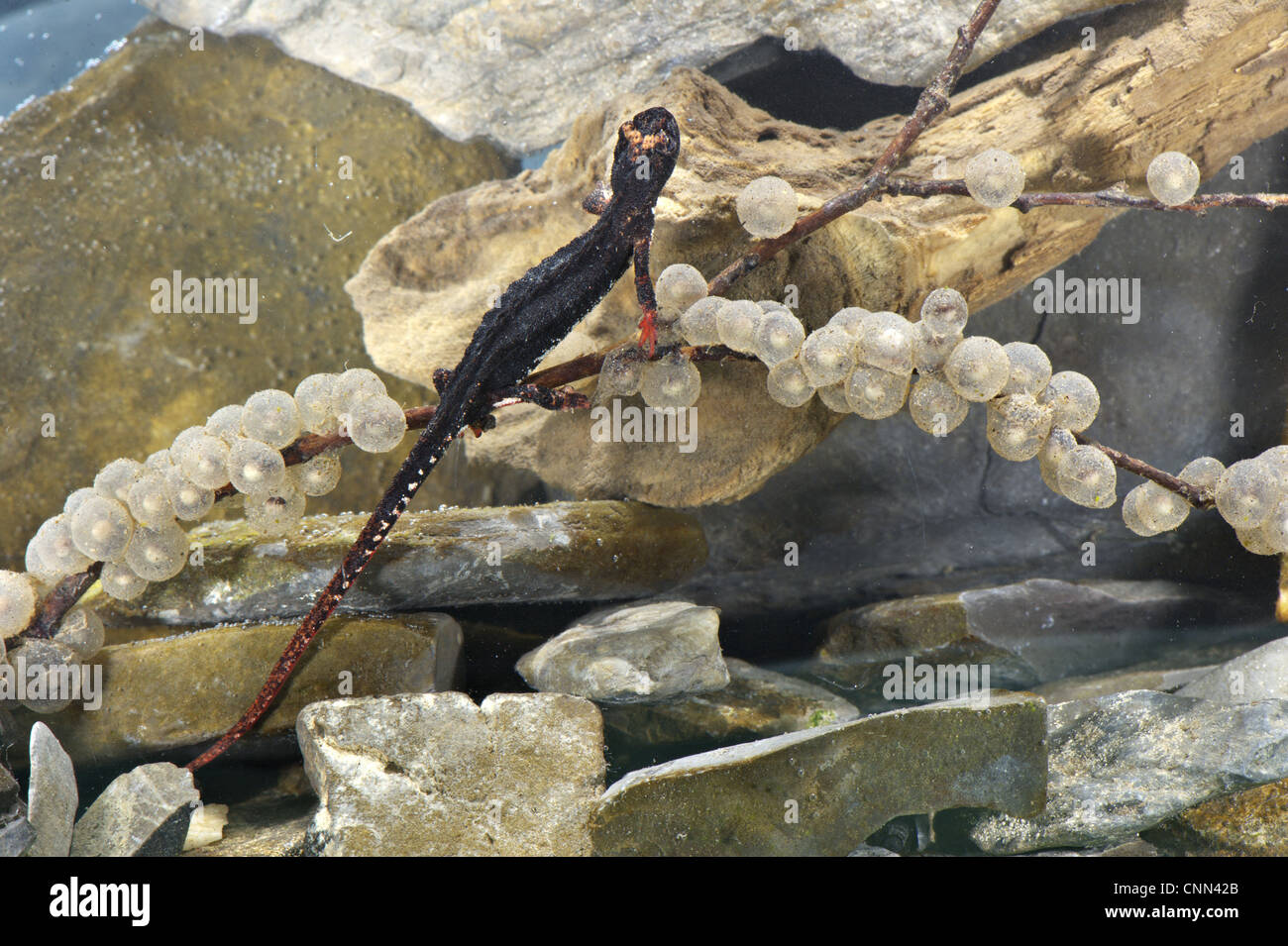 Nördlichen Spectacled Salamander (Salamandrina Perspicillata) Erwachsenfrau untergetaucht Hinterlegung Eiern auf Zweig, Italien Stockfoto