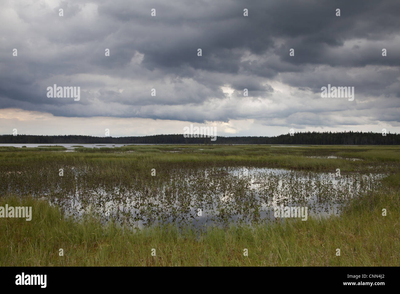 Ansicht der borealen Moor Lebensraum am Rand des Sees, Finnland, Juli Stockfoto