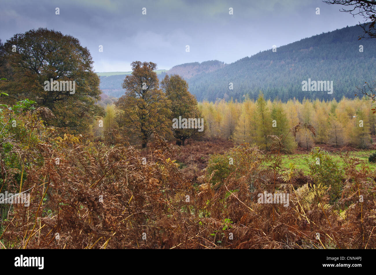 Blick auf Wald Lebensraum auf Landgut, Powerscourt Estate, Enniskerry, County Wicklow, Ireland, november Stockfoto