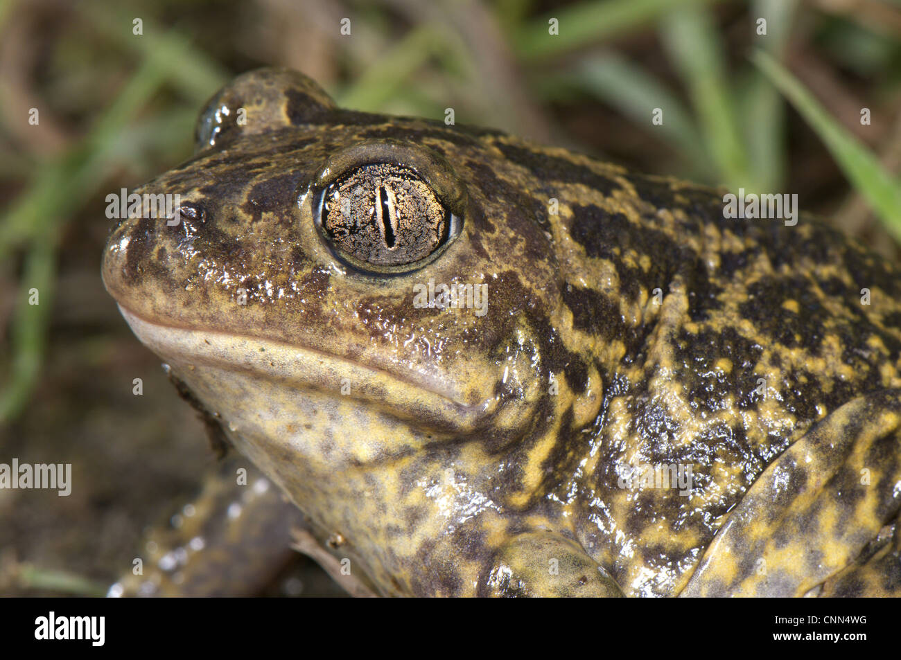 Westlichen katzenähnliche (Pelobates Cultripes) Erwachsene, Nahaufnahme des Kopfes, Frankreich, Juni Stockfoto