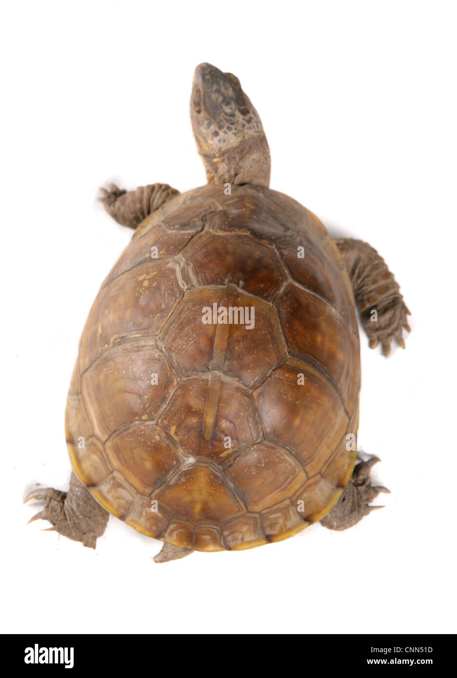 Drei-toed Kasten-Schildkröte (Terrapene Carolina Triunguis) Erwachsene weiblich, dorsale Ansicht Stockfoto