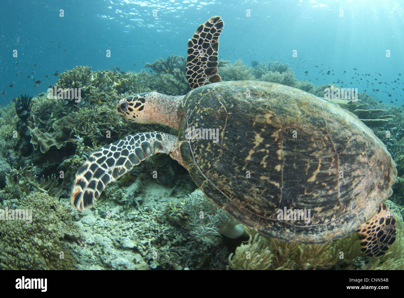 Unechte Karettschildkröte (Caretta Caretta) Erwachsenen, Schwimmen über Riff, Kartoffel-Punkt, Fiabacet Insel, West-Papua, Neuguinea, Indonesien Stockfoto
