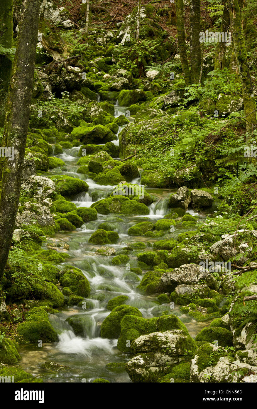 Frühling Quelle Stream moosigen Felsblöcken im alten Buche Ahorn Wald auf Kalkstein Triglav N.P Julian Alpen Slowenien Juni Stockfoto