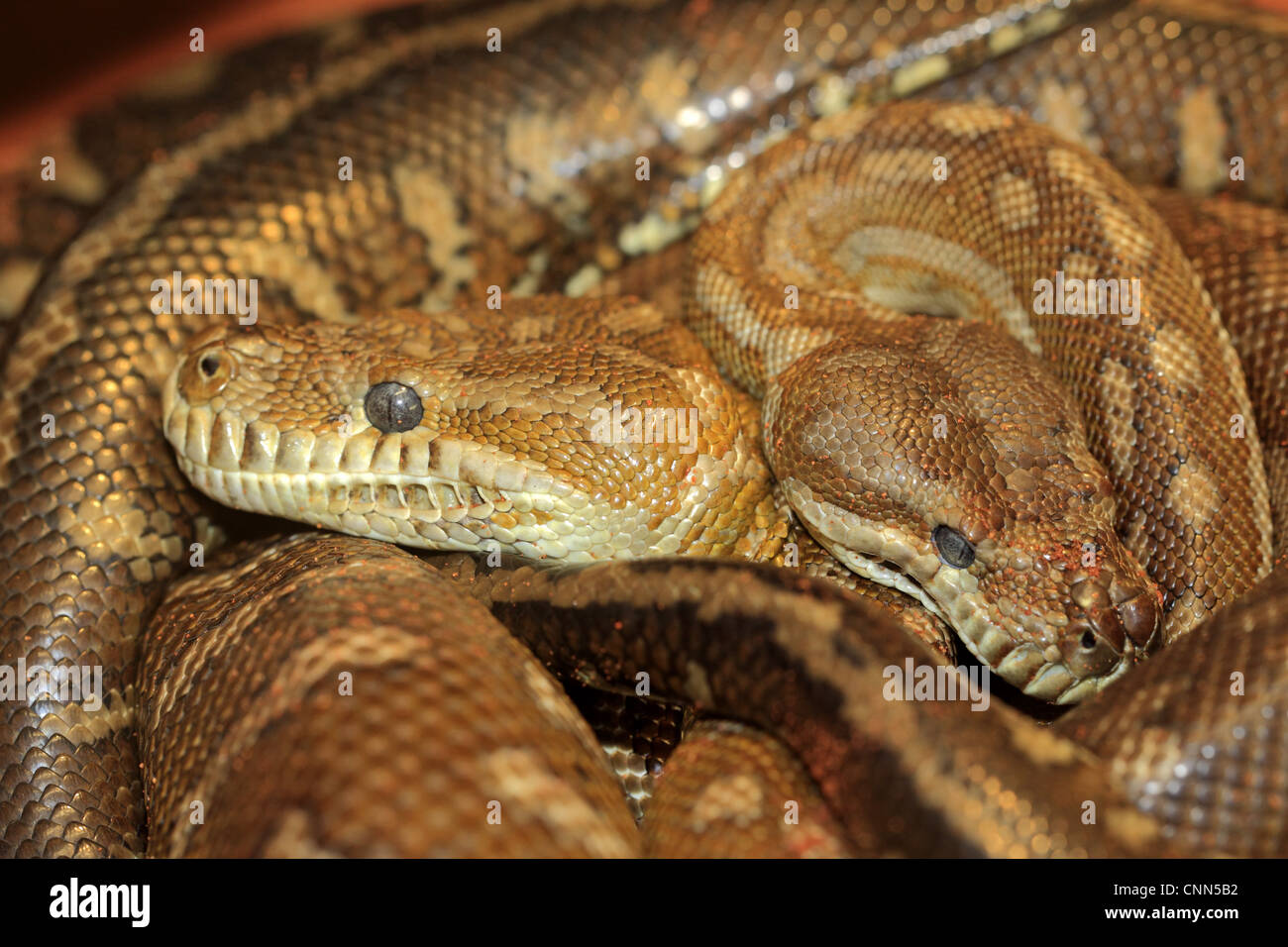 Bredl Teppich-Python (Morelia Bredli) zwei Erwachsene, close-up der Köpfe, gewendelt, Outback, Northern Territory, Australien Stockfoto