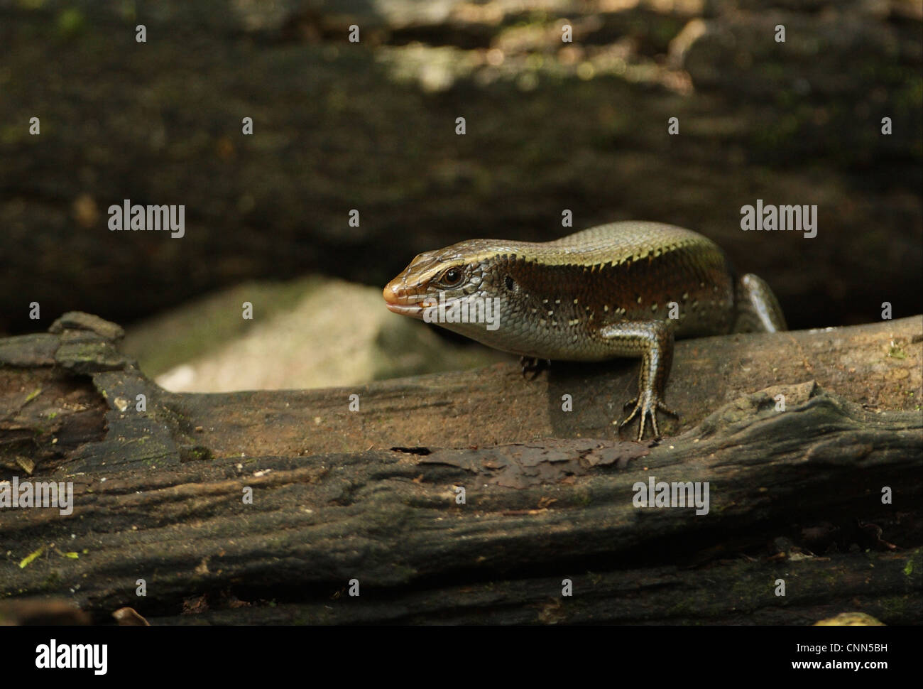 Gemeinsamen Sun Skink (Eutropis Multifasciata) Erwachsenen, Fütterung auf Beute, stehend auf Log, Kaeng Krachan N.P., Thailand, november Stockfoto