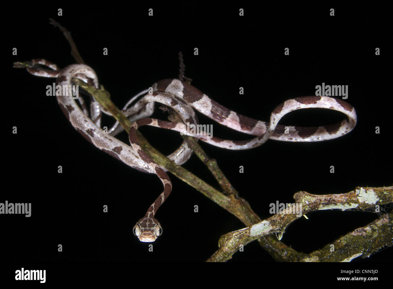 Unter der Leitung von Blunt Tree Snake Imantodes Cenchoa Erwachsenen Jagd unter Zweigen Nacht Los Amigos biologische Station Madre de Dios Stockfoto