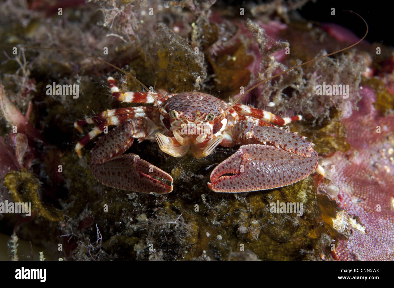 Soldat Porzellan Krabbe Petrolisthes Militaris Erwachsenen ruht auf Riff Seraya Beach Resort Bali kleinen Sunda-Inseln Indonesien Stockfoto