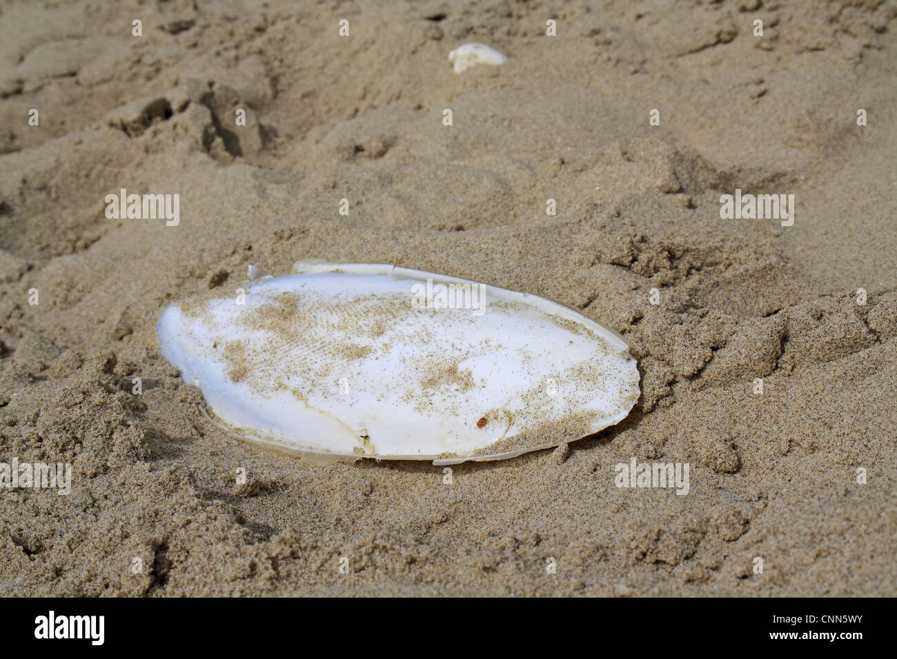 Gemeinsamen Tintenfisch (Sepia Officinalis) Sepiaschale angespült am Sandstrand, Whitecliff Bay, Isle Of Wight, England, Juni Stockfoto