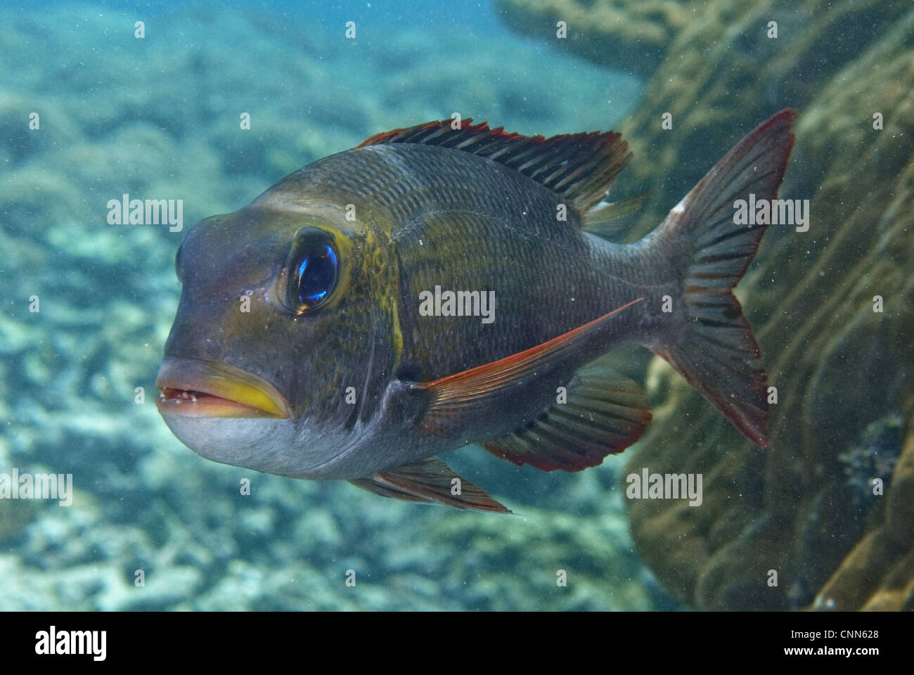 Humpnose Big-Eye Brassen (Monotaxis Grandoculis) Erwachsenen, Schwimmen über Riff, der Insel Sipadan, Sabah, Borneo, Malaysia Stockfoto