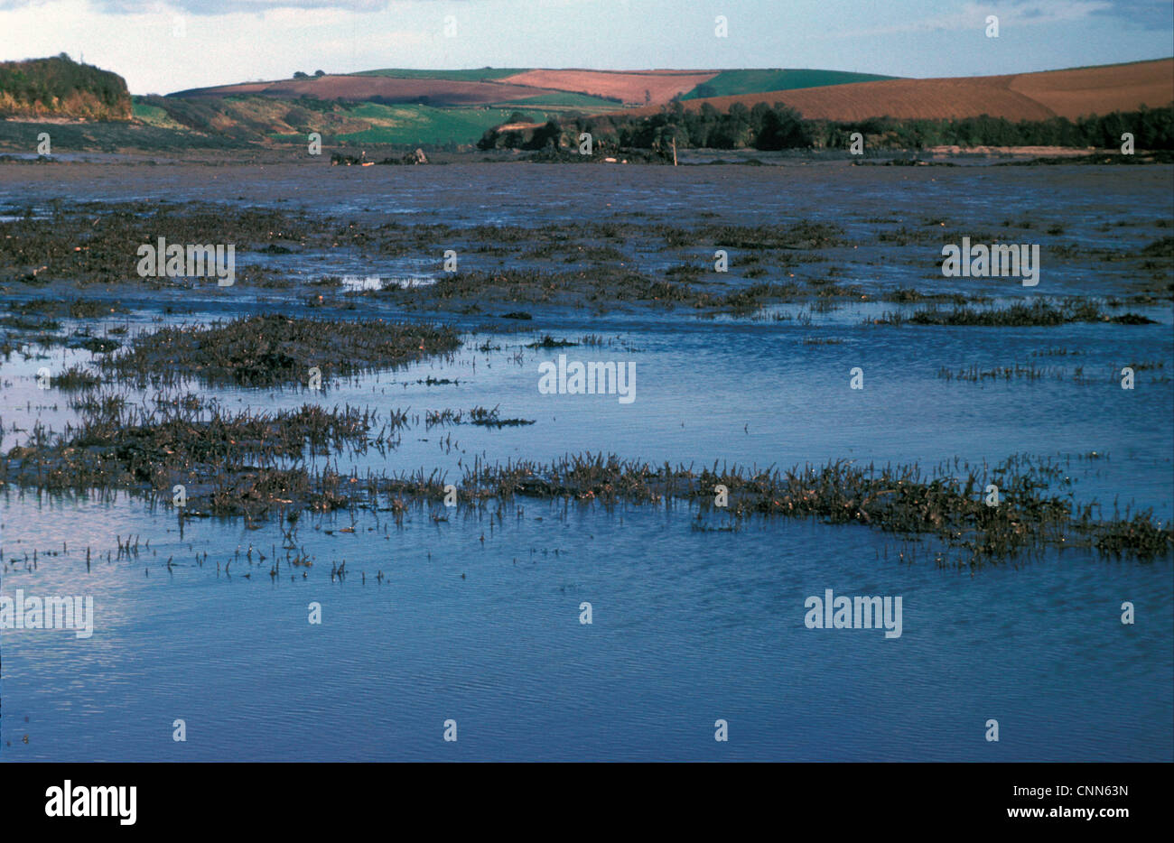 Der Pfau Wurm Sabella Pavonina marinen Polychaeten Zugehörigkeit Wurmfamilie Sabellidae tritt entlang der Küsten Westeuropas Stockfoto
