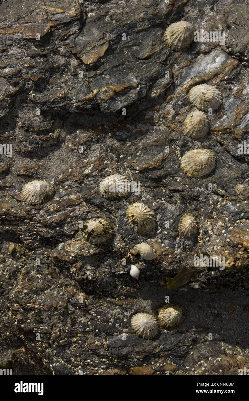 Die "gemeinsame Limpet" essbare Arten Meeresschnecke Kiemen typische wahre Limpet marine Gastropode Molluske in Familie Patellidae. Stockfoto