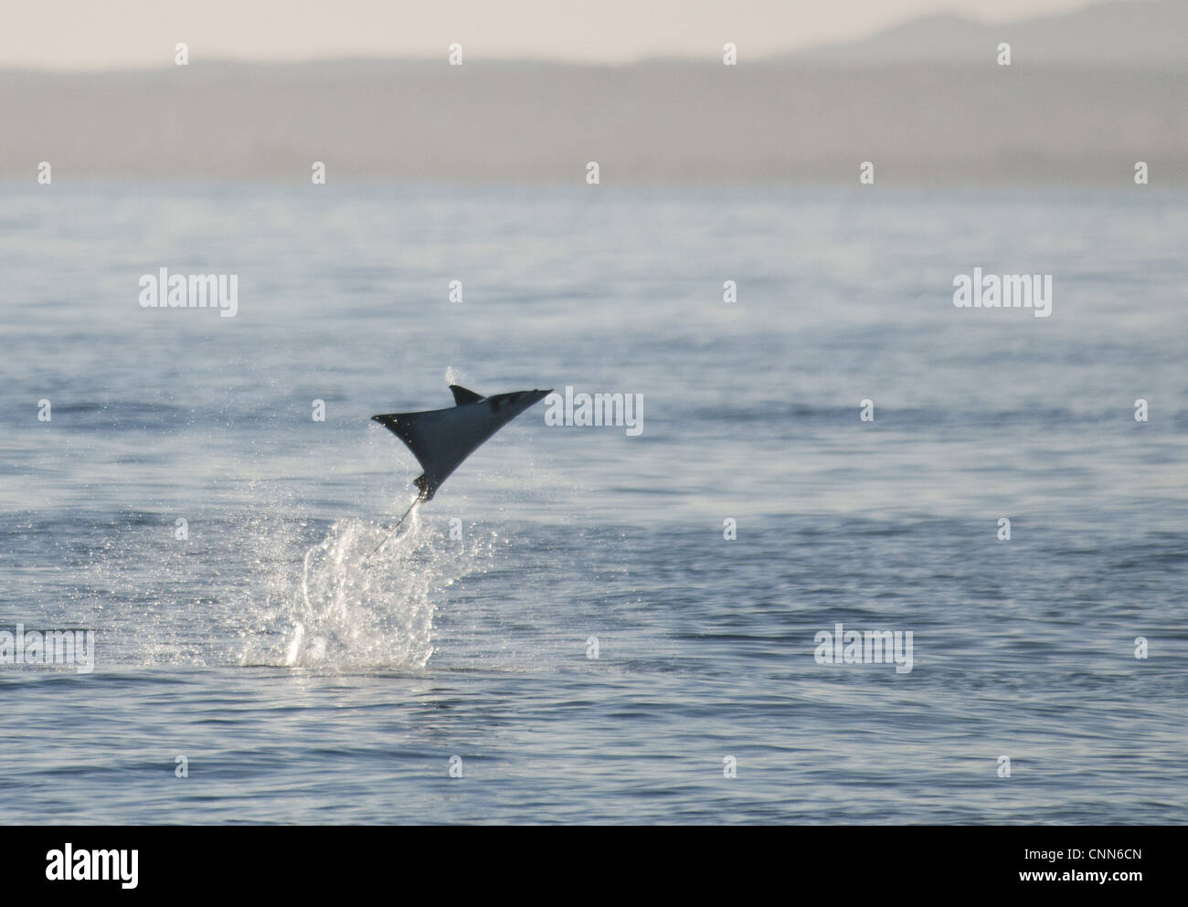 Mobula Ray (Mobula SP.) Erwachsenen, springen aus dem Wasser in der Abenddämmerung, Sea of Cortez, Los Barriles Baja California Sur, Mexiko, März Stockfoto