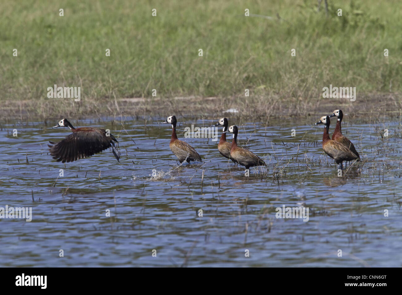 Weißen konfrontiert Enten Gruppe über Take-off Okavango Delta Stockfoto