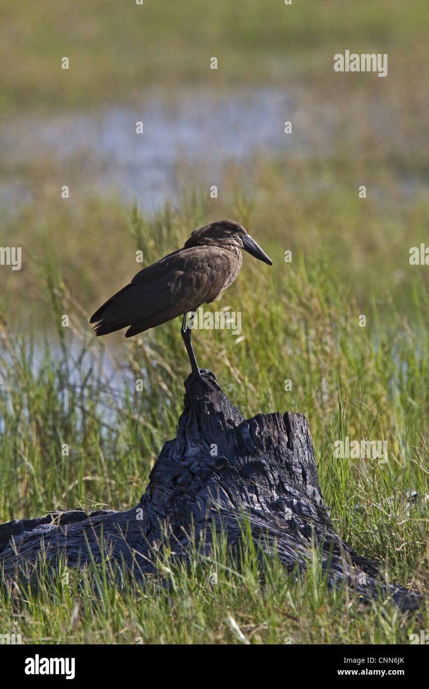 Hamerkop Scopus Umbretta auch bekannt als Schreiseeadler Hammerkopf Hammerhead Hammerhead Stork Umbrette Umbra Vogel getuftet Umbra Stockfoto