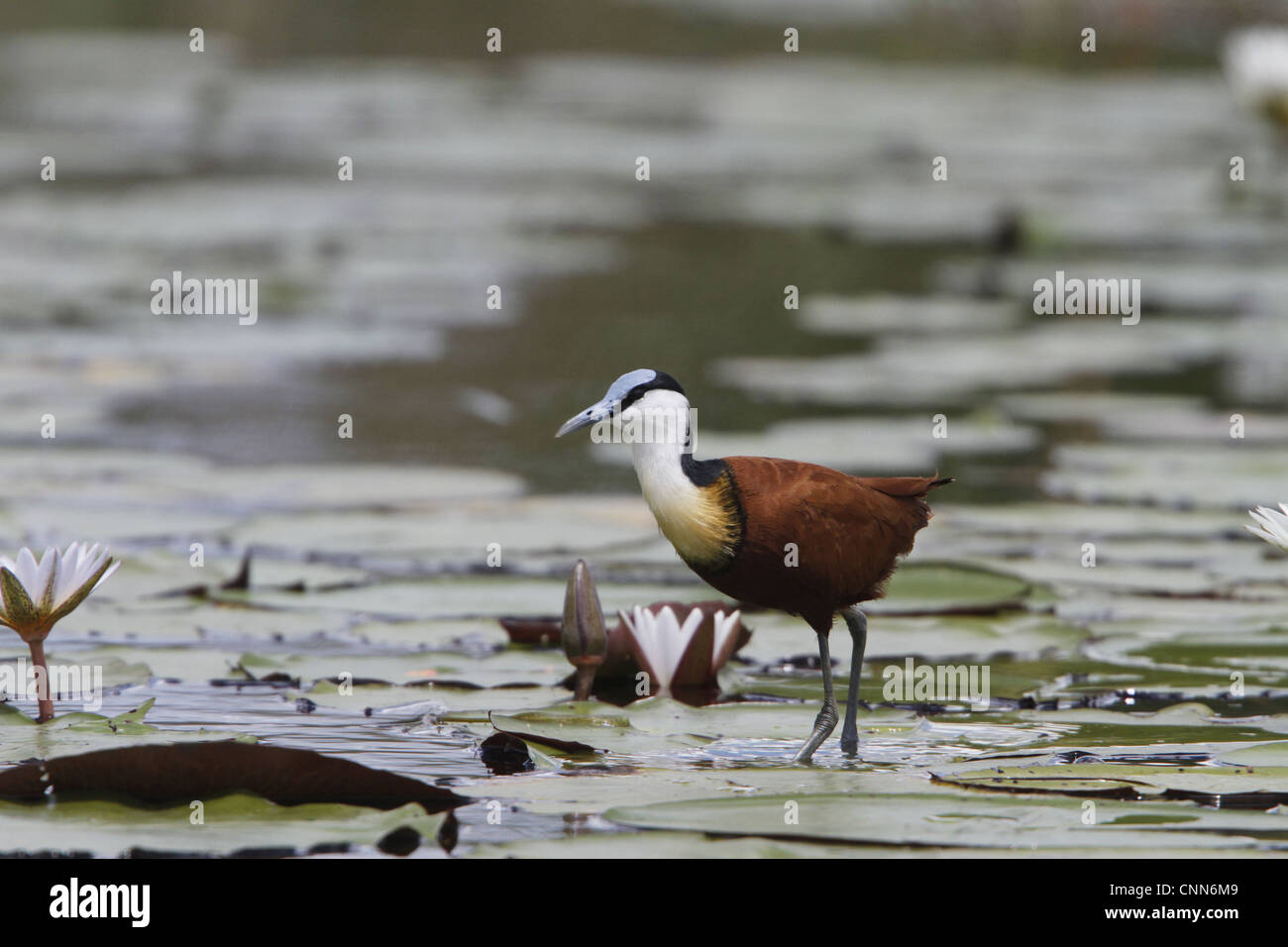 Afrikanische Blatthühnchen ist gut für Wanderungen auf Lilien angepasst Stockfoto