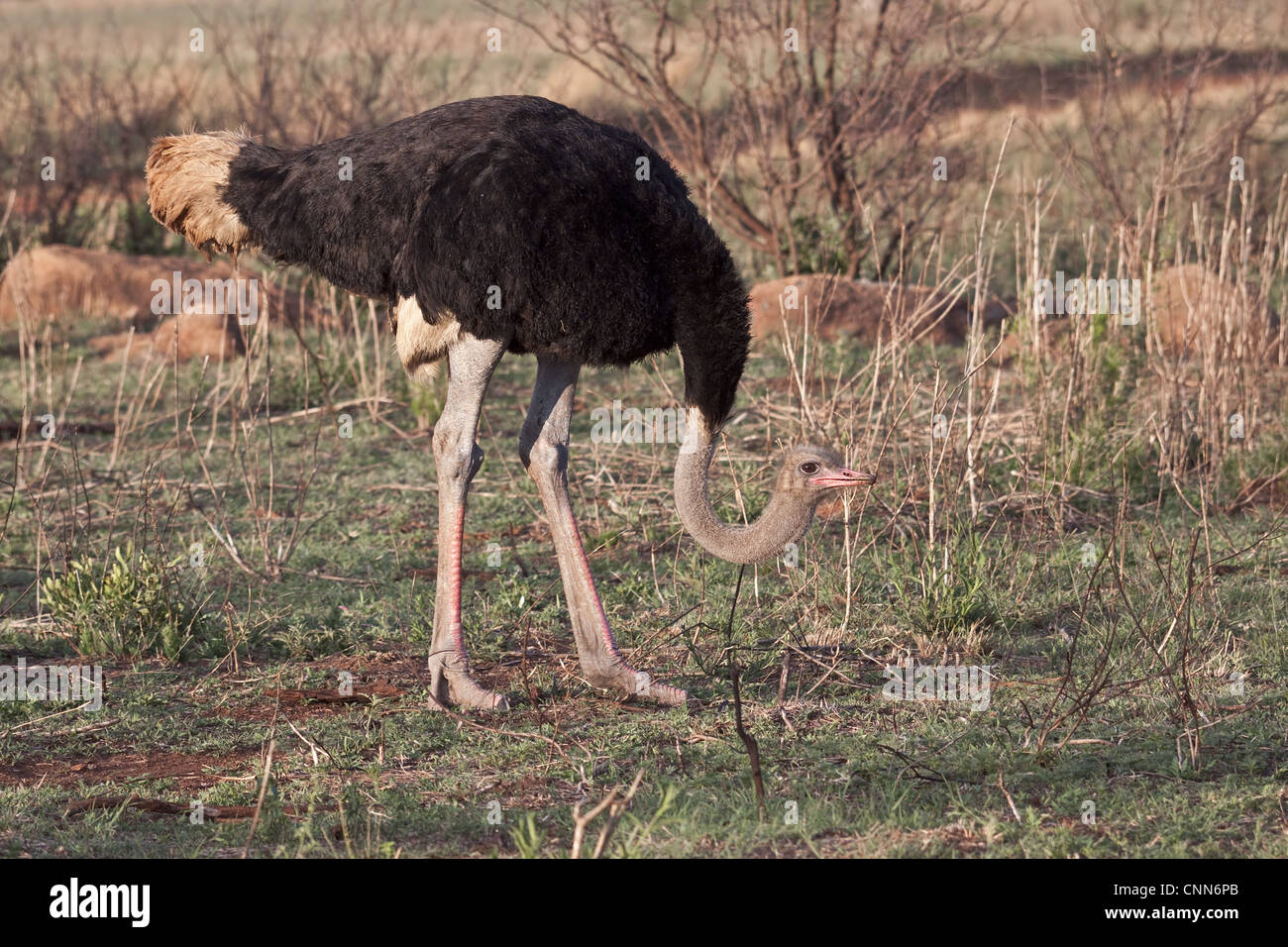 Strauß-männlich - Strauß Struthio Camelus großen flugunfähigen Vogel heimisch in Afrika, die einzige lebende Arten Familie Struthionidae Stockfoto