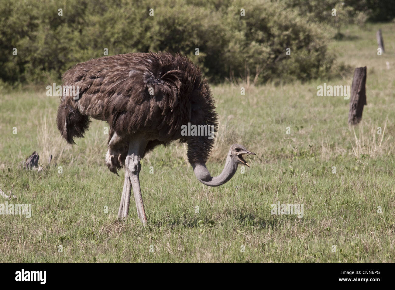 Der Strauß Struthio Camelus großen flugunfähigen Vogel heimisch in Afrika, die einzige lebende Arten Familie Struthionidae Stockfoto