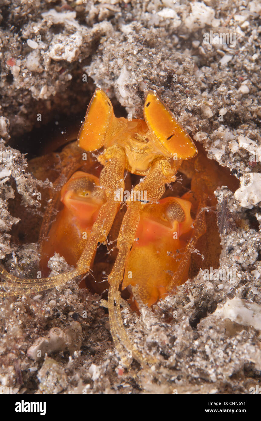 Goldene durchbohren Fangschreckenkrebse Lysiosquilloides Mapia Erwachsenen Loch Nacht Lembata Insel Solor Archipel kleinen Sunda-Inseln Stockfoto