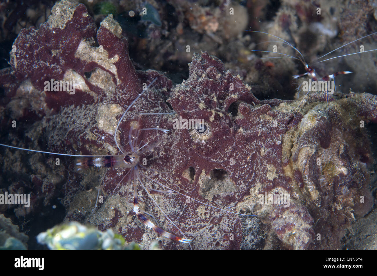 Gebänderte Boxer Garnelen Stenopus Hispidus zwei Erwachsene Fütterung Mündungs Steinfisch Synanceia Horrida Ambon Insel Maluku Inseln Stockfoto