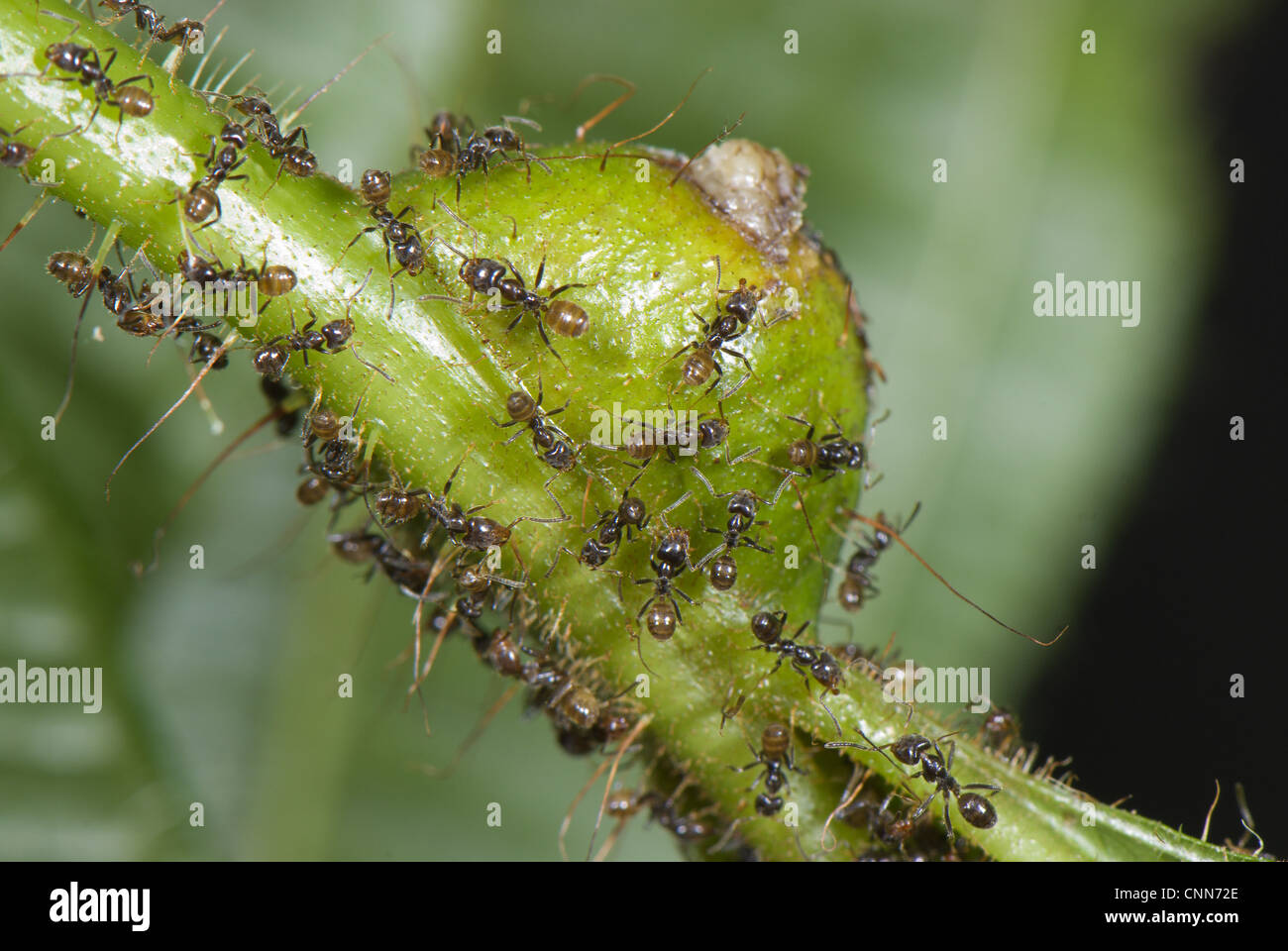 Ameise Azteca SP. Erwachsene Gruppe Tococa Tococa Guianensis Myrmerophytic Pflanze Ameisen schützen Pflanze Parasiten geben Azote ihre Stockfoto