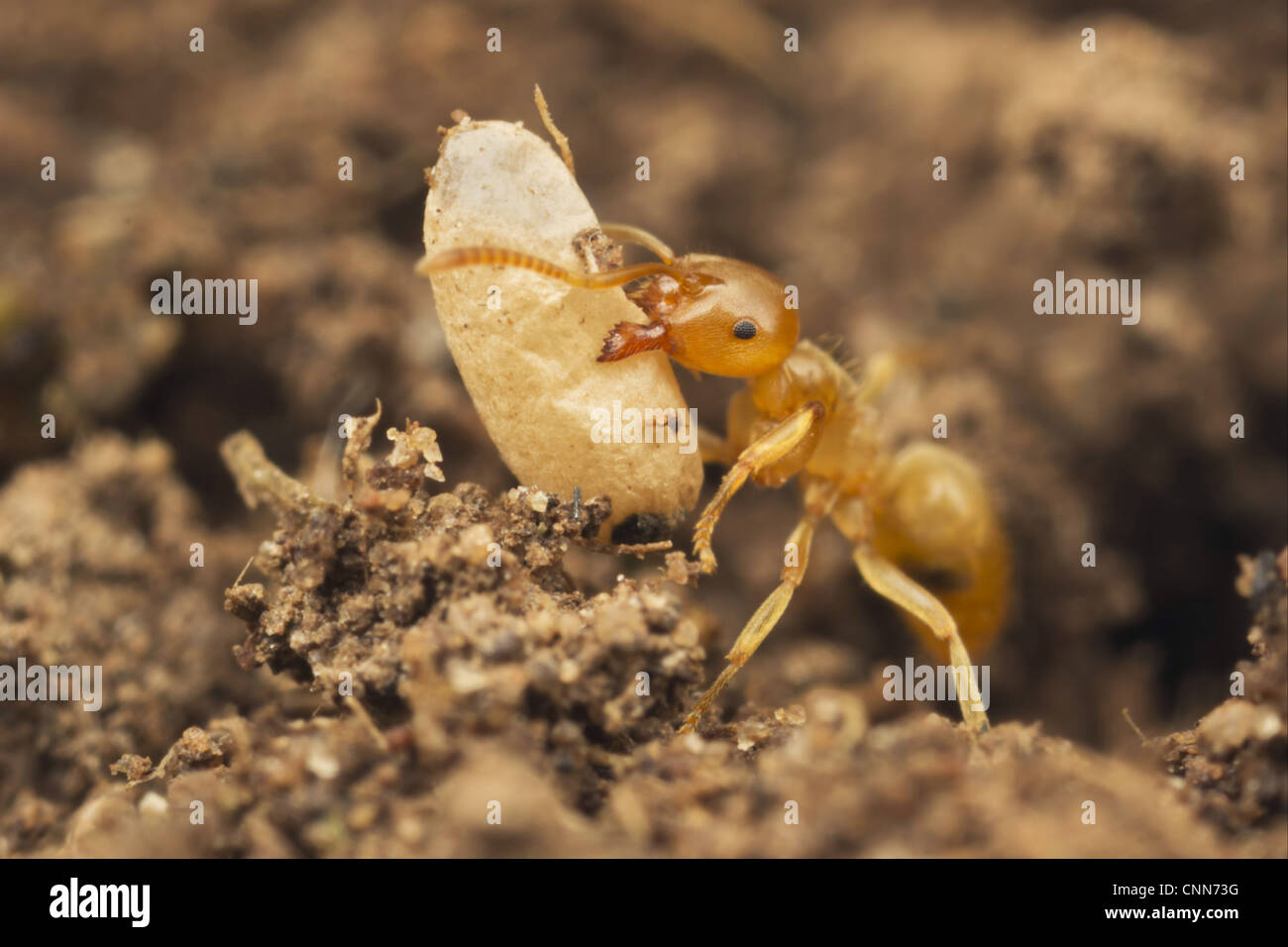 Ameise mit puppe Fotos und Bildmaterial in hoher Auflösung Alamy
